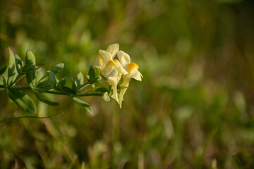 浜辺に咲く黄色いカワイイ花　ウンラン
