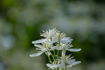 白いセンニンソウの花
