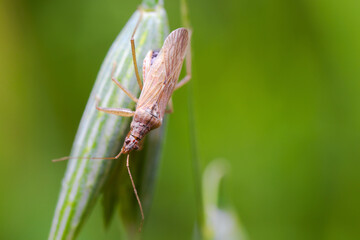 Insect from Miridae familly sitting on oat spikelet at green backgound.