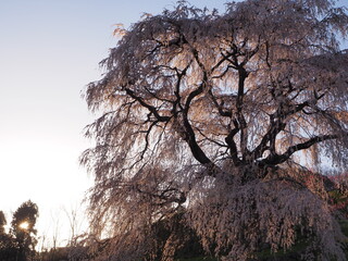 満開の巨大な滝桜