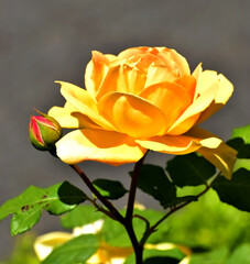 Yellow Rose in the garden