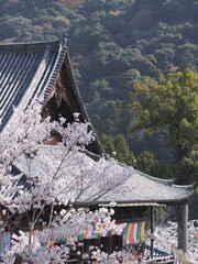お寺の境内に咲いている桜の花