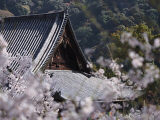 お寺の境内に咲いている桜の花