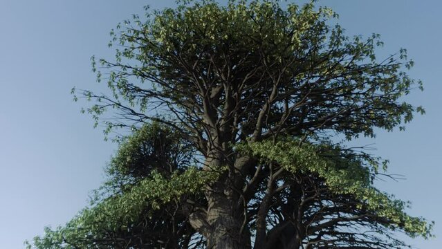 Monumental giant tree. Mother tree. Symbolic conceptual video picturing tree of life from mythology, or tree of knowledge. Epic cinematic shot. Topics of ecology, deforestation and saving nature. 