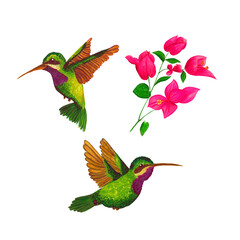 Ilustración de colibríes y ramo de flores rosadas en gouache  individuales © Barbilicius