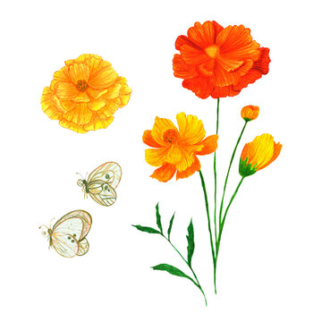 Set De Ilustración De Flores Amarillas Y Naranjas Con Mariposas En Gouache Elementos Decorativos, Para Tarjetas, Posters Y Empaques