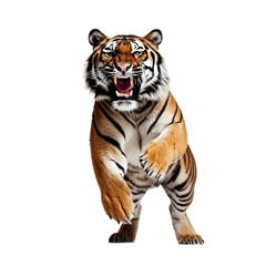 Obraz premium tiger isolated on transparent background