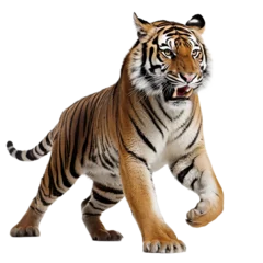 Fototapeten tiger isolated on transparent background © PawsomeStocks