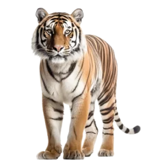 Foto auf Acrylglas Antireflex tiger isolated on transparent background © PawsomeStocks