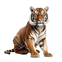 Foto op Canvas tiger isolated on transparent background © PawsomeStocks