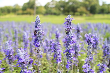 Naklejka premium 夏のブルーサルビア