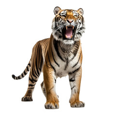 Obraz premium tiger isolated on white background