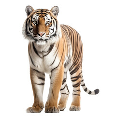 Fototapeta na wymiar tiger isolated on white background