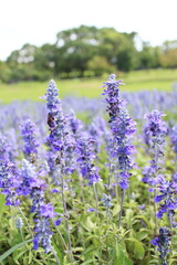 満開に咲くブルーサルビア