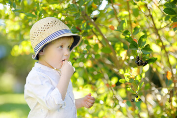 Cute stylish toddler boy picking chokeberry in domestic garden on sunny day