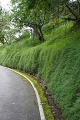Fototapeta na wymiar green wall of plants and flowers beside asphalt road