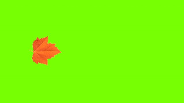 Single autumn leaf falling green screen
