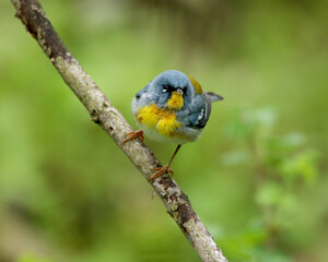 A beautiful little blue and yellow warbler who loves to forage for insects in the dense foliage on the  tree tops.
