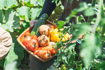 野菜を収穫する農家
