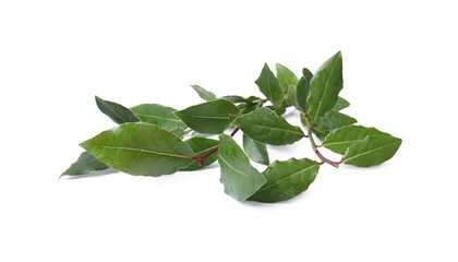 Branch of fresh bay leaves on white background