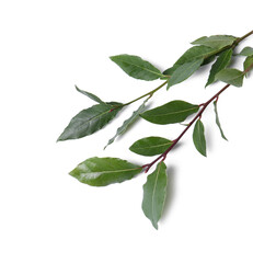 Obraz premium Branch of fresh bay leaves on white background, top view. Space for text