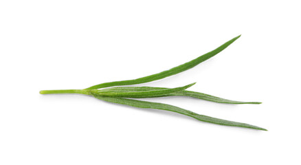 Fototapeta premium One sprig of fresh tarragon on white background
