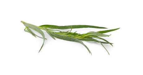 Fototapeta premium One sprig of fresh tarragon on white background