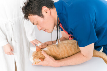 動物病院で獣医師に診察を受ける猫と飼い主のアジア人女性（顔・耳）
