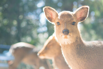 奈良 好奇心旺盛な瞳をした春日大社に暮らす野生の子鹿