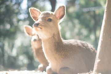 奈良 好奇心旺盛な瞳をした春日大社に暮らす野生の子鹿