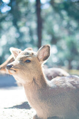 奈良 好奇心旺盛な瞳をした春日大社に暮らす野生の子鹿