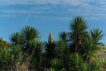 Fototapeta na wymiar Yucca