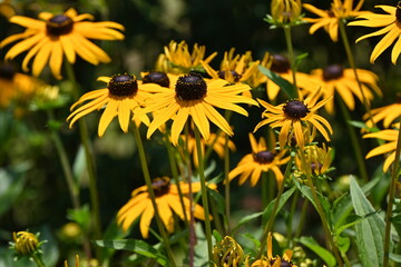Black-eyed Susan ( Rudbeckia ) flowers. Astetaceae perennial plant native to North America. Yellow flowers bloom from July to October.