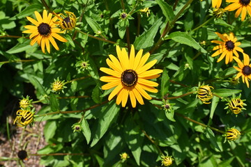 Black-eyed Susan ( Rudbeckia ) flowers. Astetaceae perennial plant native to North America. Yellow flowers bloom from July to October.