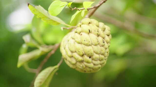 ripe custard apple fruit on tree, tropical exotic fruit known as sugar apple