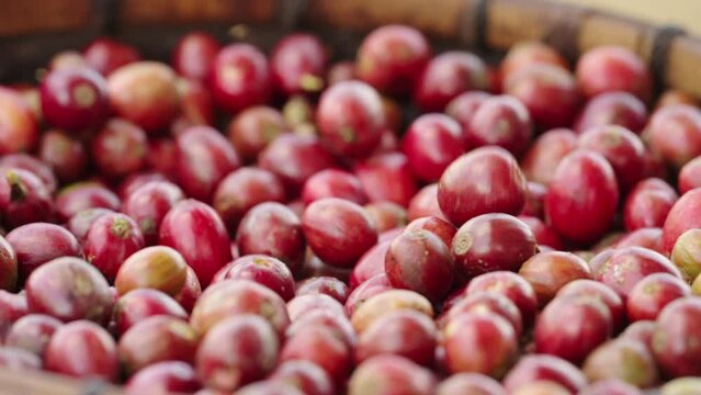 Slowmotion, red coffee berries handpicked, ripe robusta cherries