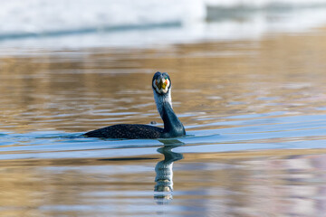 Cormorants play in the wetlands water