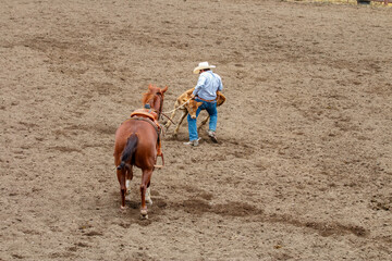 A cowboy is attempting to lift a calf to put it on the ground in Tie-down Roping competition at a rodeo. The horse is holding the rope taught. The cowboy is wearing blue with a white hat. Dirt arena