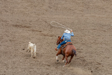 A cowboy is riding a horse in pursuit of a calf. He trying to lasso the calf in a tie down roping...