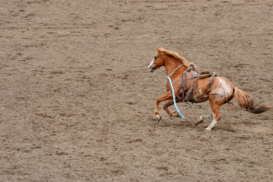 A bucking bronco is loose after bucking off its rider. The horse blond and has a blue and white rope hanging from its neck. It is running on dirt in an arena