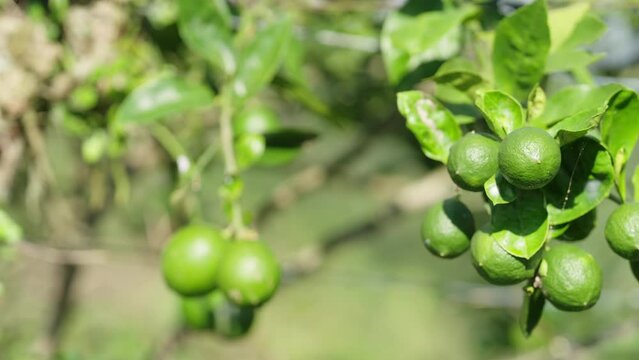 dolly, citrus fruit hanging on tree, lemon plantation in asia