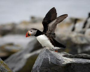 Atlantic Puffins of Machias Seal Island, Maine