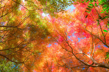 色づいた紅葉のグラデーション