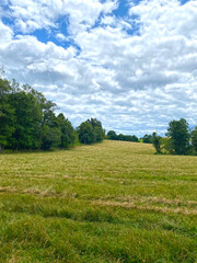 landscape with grass and sky