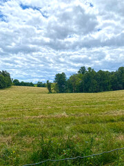 green field and sky