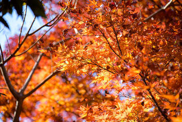 鮮やかに色づいた紅葉