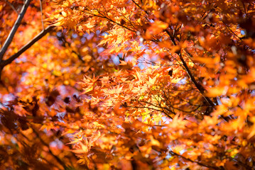 鮮やかに色づいた紅葉