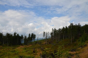 forest and clouds