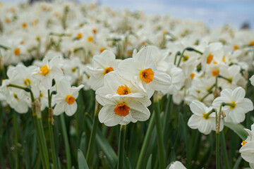 daffodils in spring