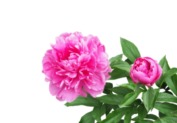 シャクヤク　4月撮影